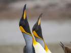 King penguin courtship display. South America, Falkland Islands, Volunteer Point Art Print